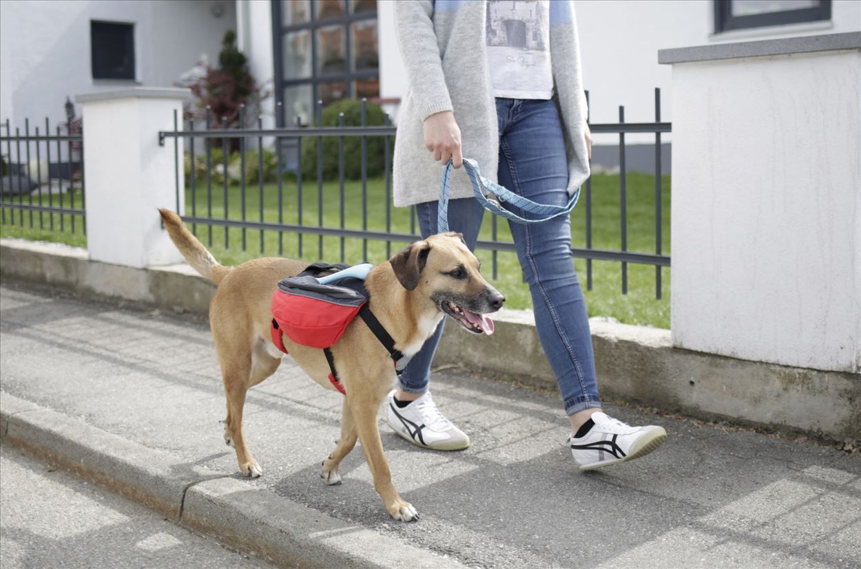 Zaino per cani - immagine 7