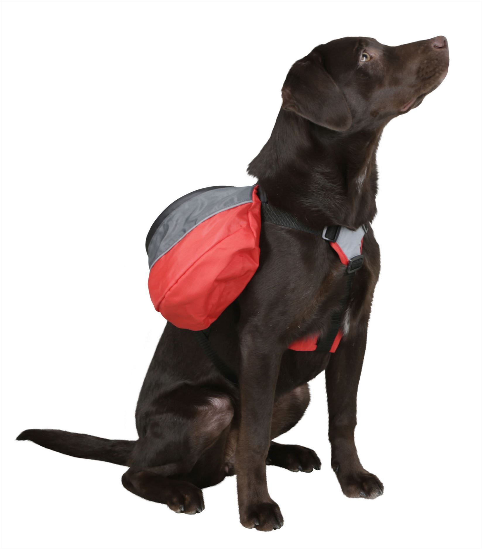Zaino per cani - immagine 9